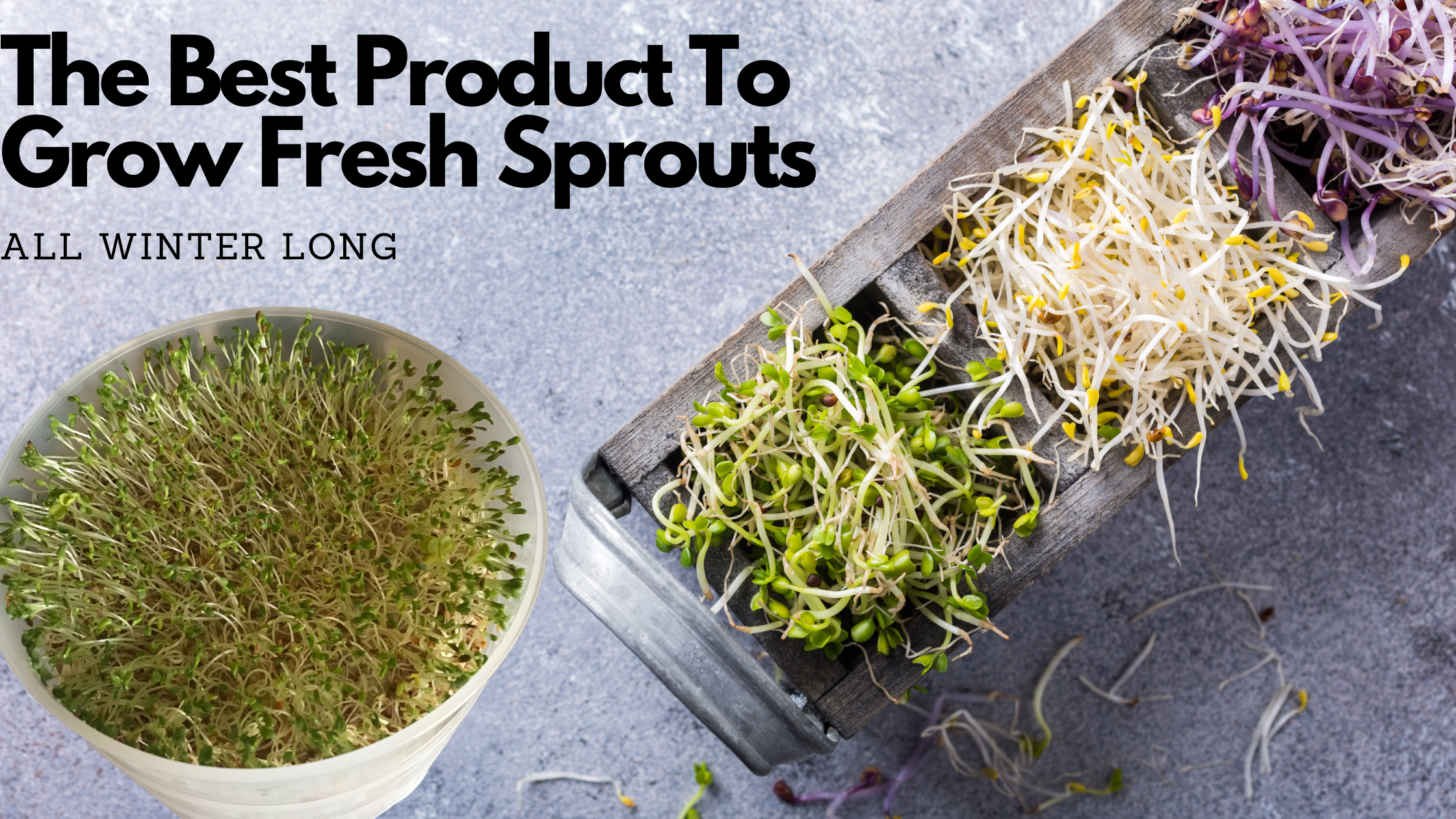 Best Sprout Maker to grow fresh sprouts