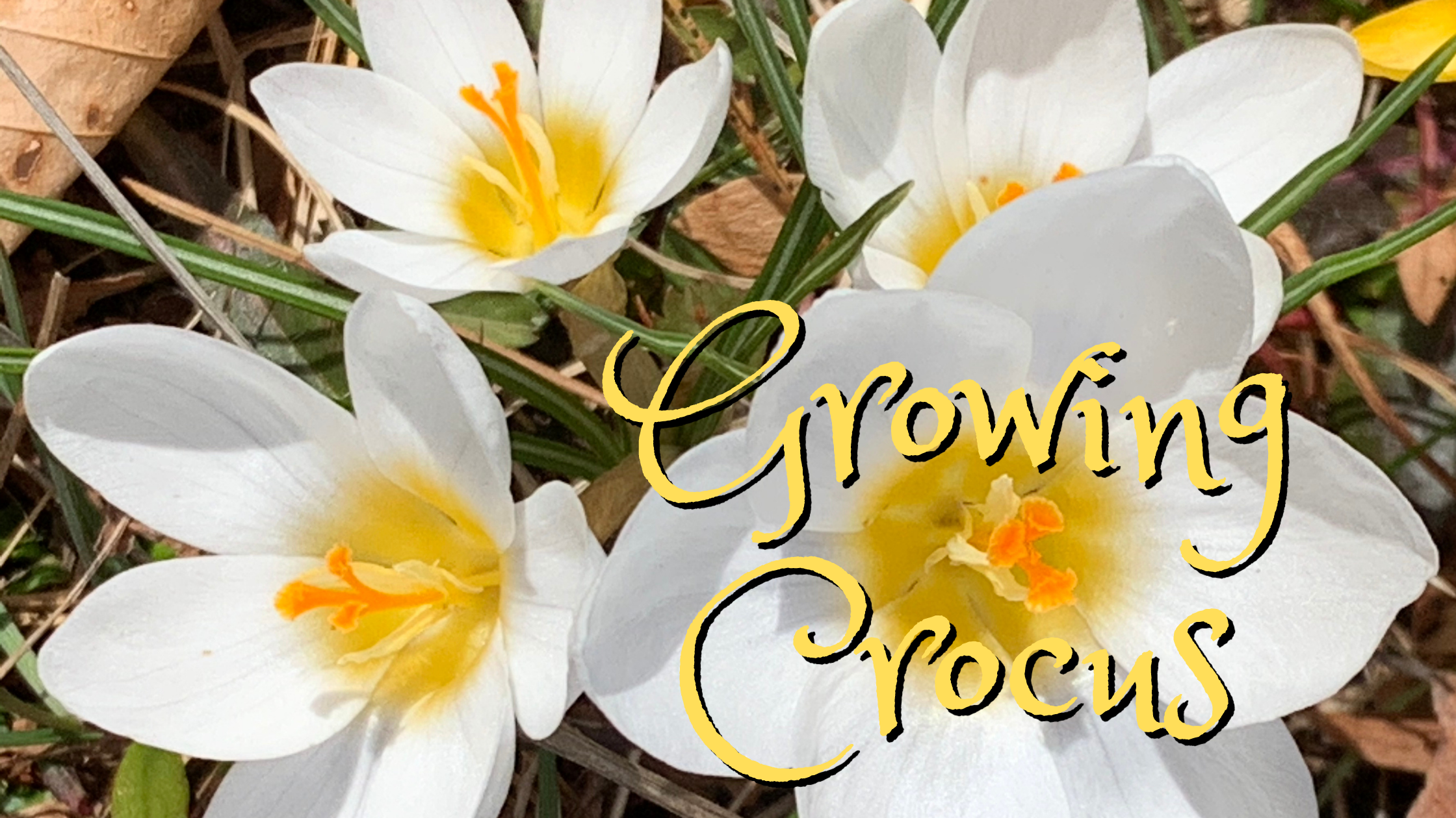 Guide For Growing Crocus Bulbs