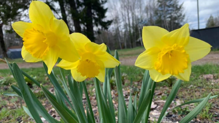 Top 6 Tips You Need To Know Before Planting Daffodil Bulbs This Fall