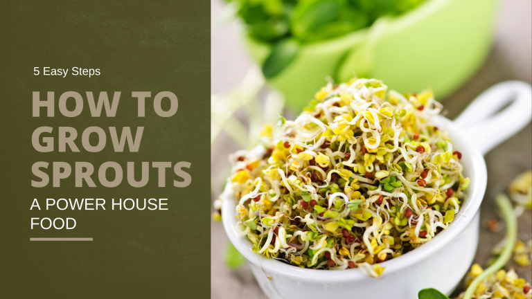 What Are Sprouts?: Why You Should Grow This Power Food in Your Indoor Winter Garden?