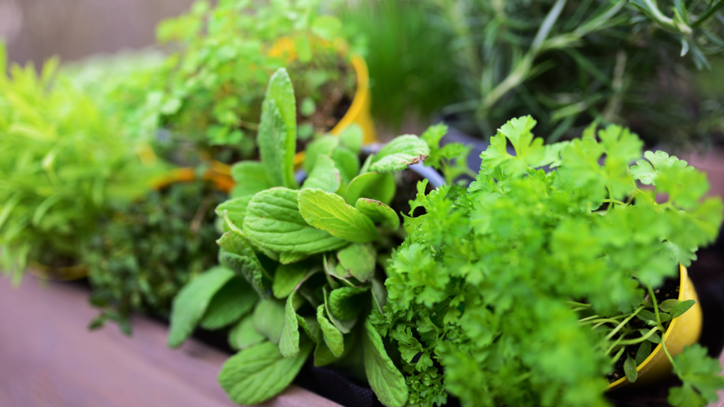 Herbs to grow indoors in winter