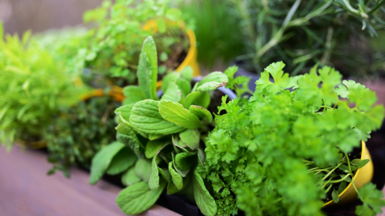 12 Herbs To Grow Indoors In Winter