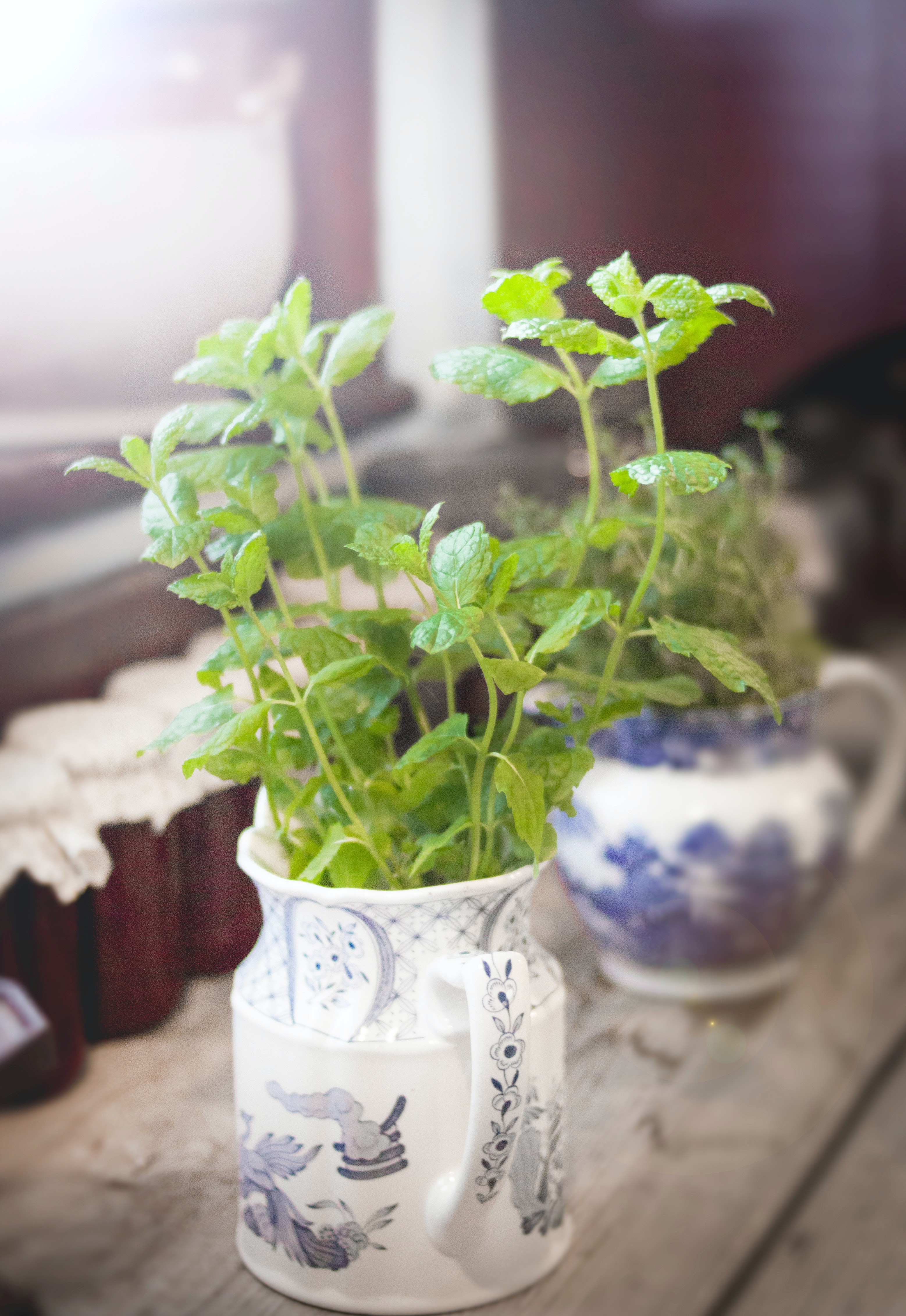 mint growing in cup